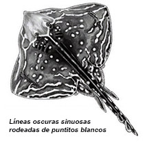 Raja microocellata01.jpg